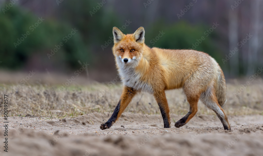Nice Red fox in winter fur runs through field road while looking at the camera