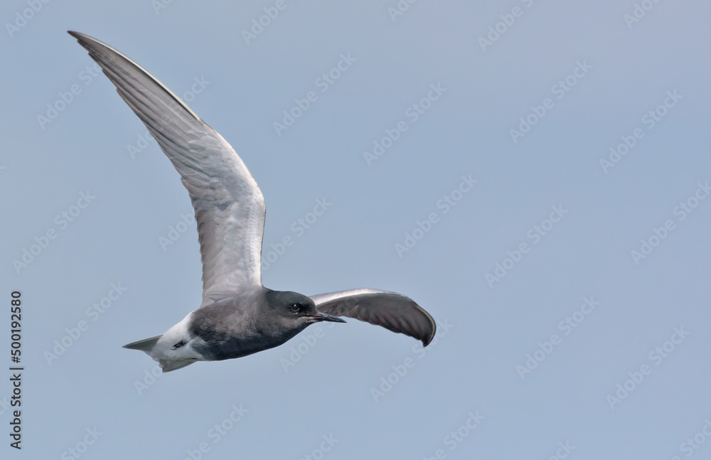 Obraz premium Adult Black tern (Chlidonias niger) sharp turn in flight in blue sky with spreaded wings 