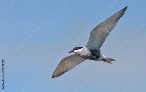 Whiskered tern (Chlidonias hybrida) hover over river bed in search for food with wide spreaded wings 