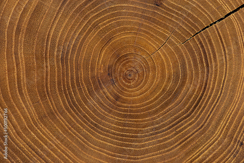 Cross-section of a acacia tree. A piece of sawn wood.