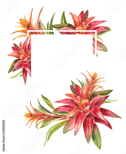 Tropical bromeliad plant with red and green leaves, Frame in watercolor. The illustration is highlighted on a white background. Spring or summer flower for weddings, invitations, postcards.