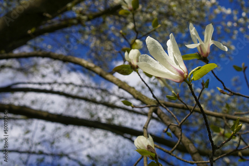 white saucer magnolia blossom in the spring 