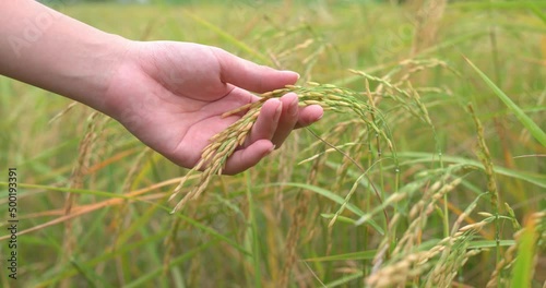 Close​-up of ​Farmer hand touching rice in the paddy field in Thailand. Jasmine Rice field.