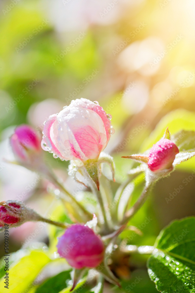 Apfelblüte in der Schweiz Apfelblüte in der Schweiz