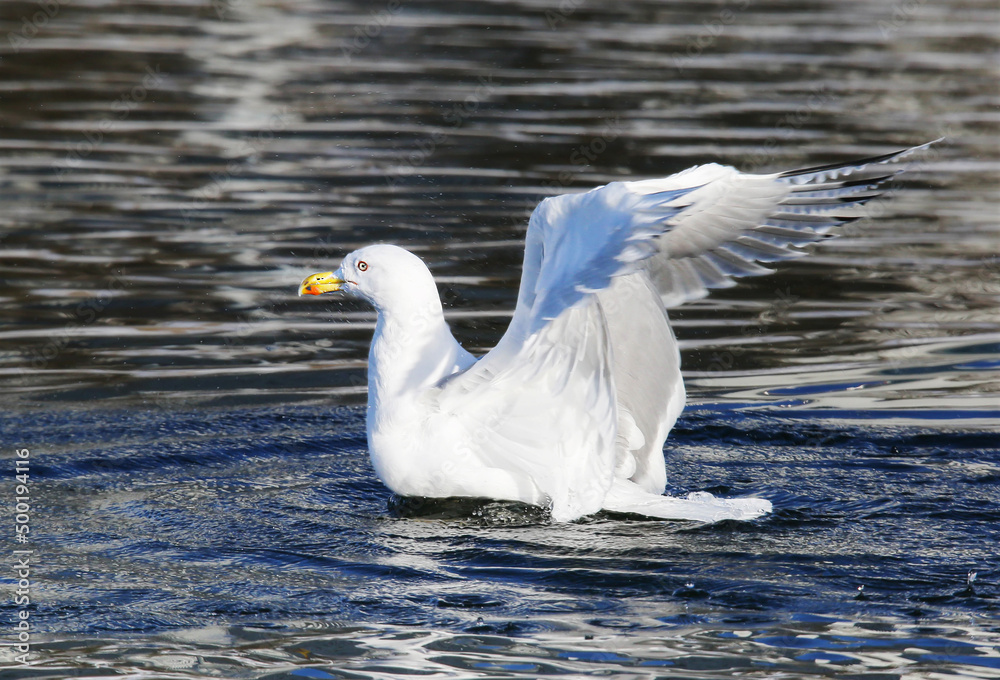 With water and available feed, the Herring gull willingly settles in many European cities