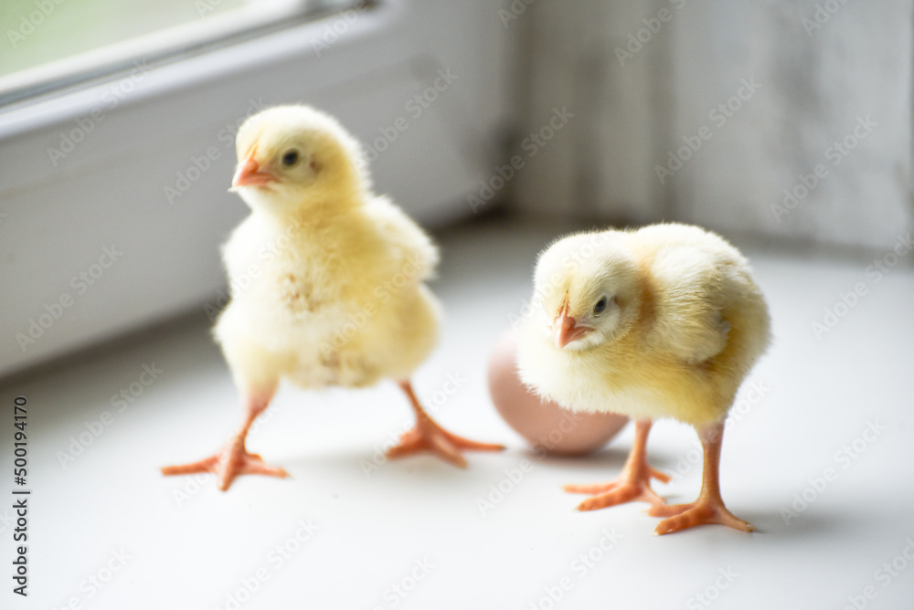 Two cute chicks portrait, Easter newborn chicks