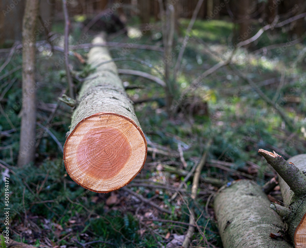 Obraz premium Sturmschäden im Wald