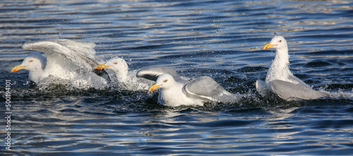 With water and available feed, the Herring gull willingly settles in many European cities © Siarhei