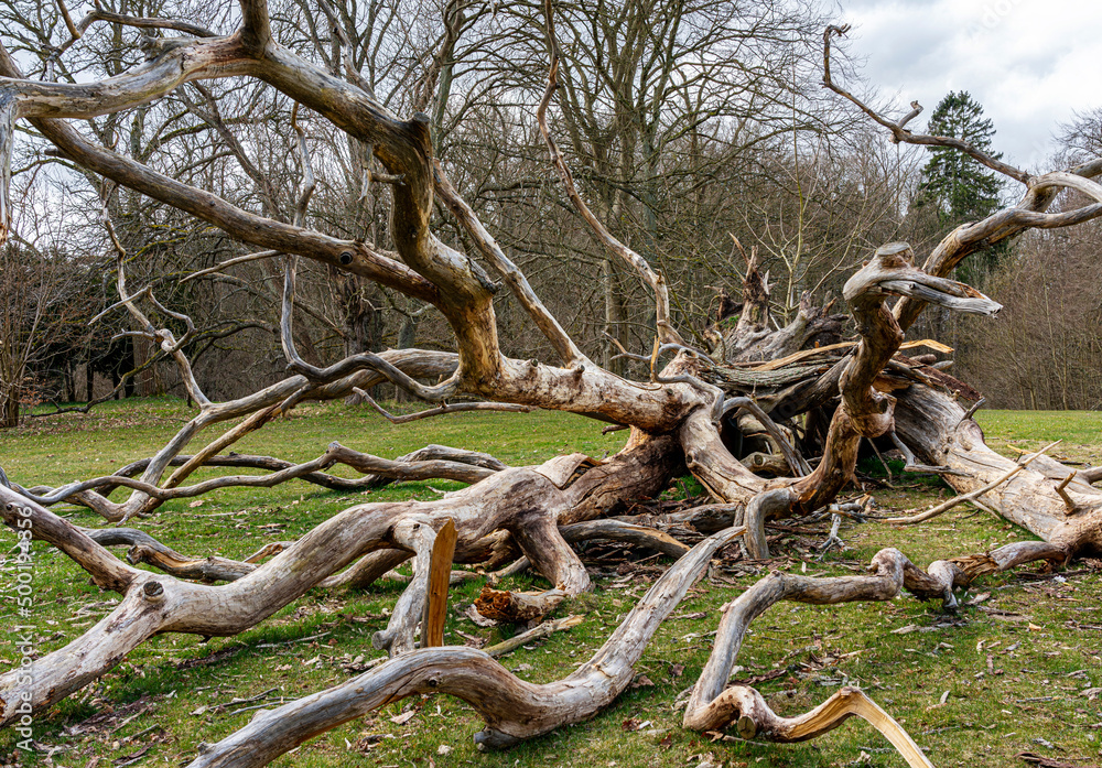 Obraz premium Sturmschäden im Wald