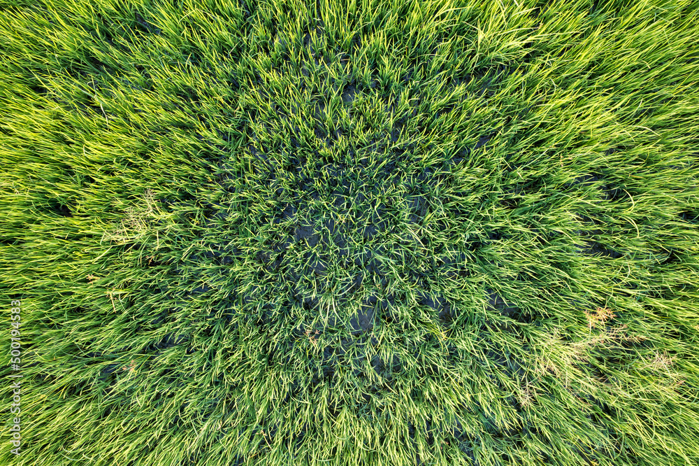 Top view close up of Green rice paddy field, farming cultivation in agricultural land at countryside Top view close up of Green rice paddy field, farming cultivation in agricultural land at countryside
