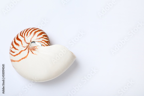 Nautilus shell on white background, top view. Space for text