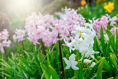 White and pink hyacinths in the garden