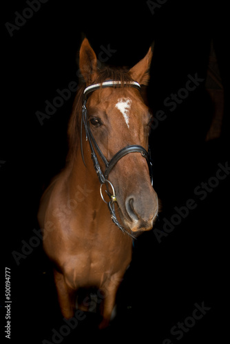 portrait of a horse © CJO Photography