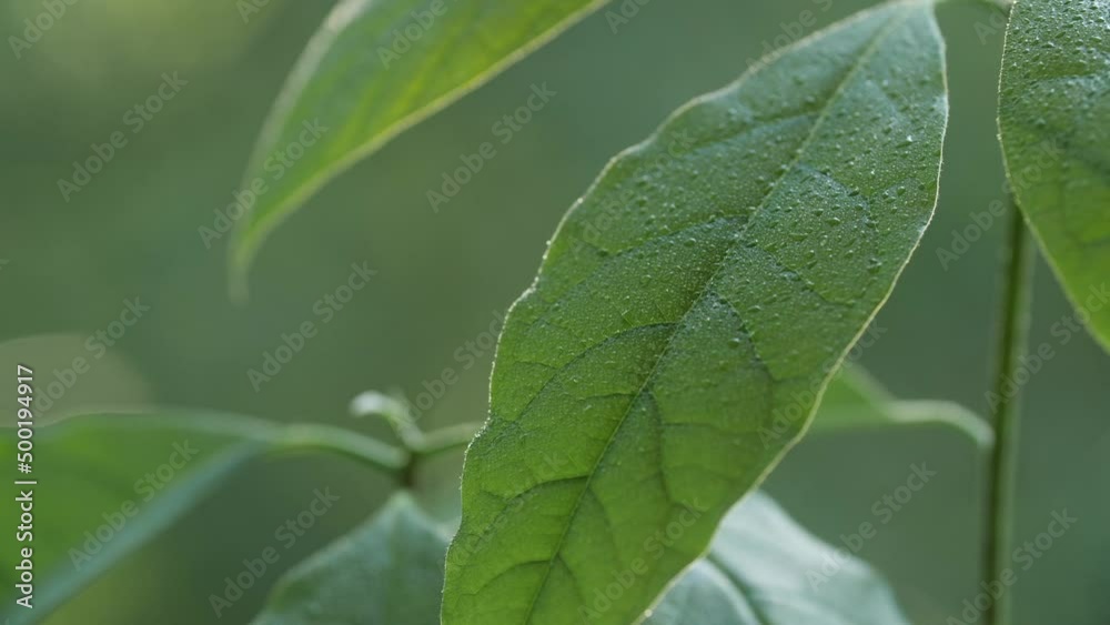 Rain drops on the green leaves of a young avocado tree. Wet avocado leaves. Rain drops on the green leaves of a young avocado tree. Wet avocado leaves.