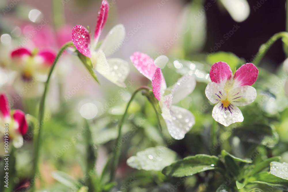 purple intentry flowers on green background purple intentry flowers on green background