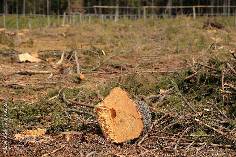 Stumps after cut trees in the Augustów Primeval Forest (Poland)