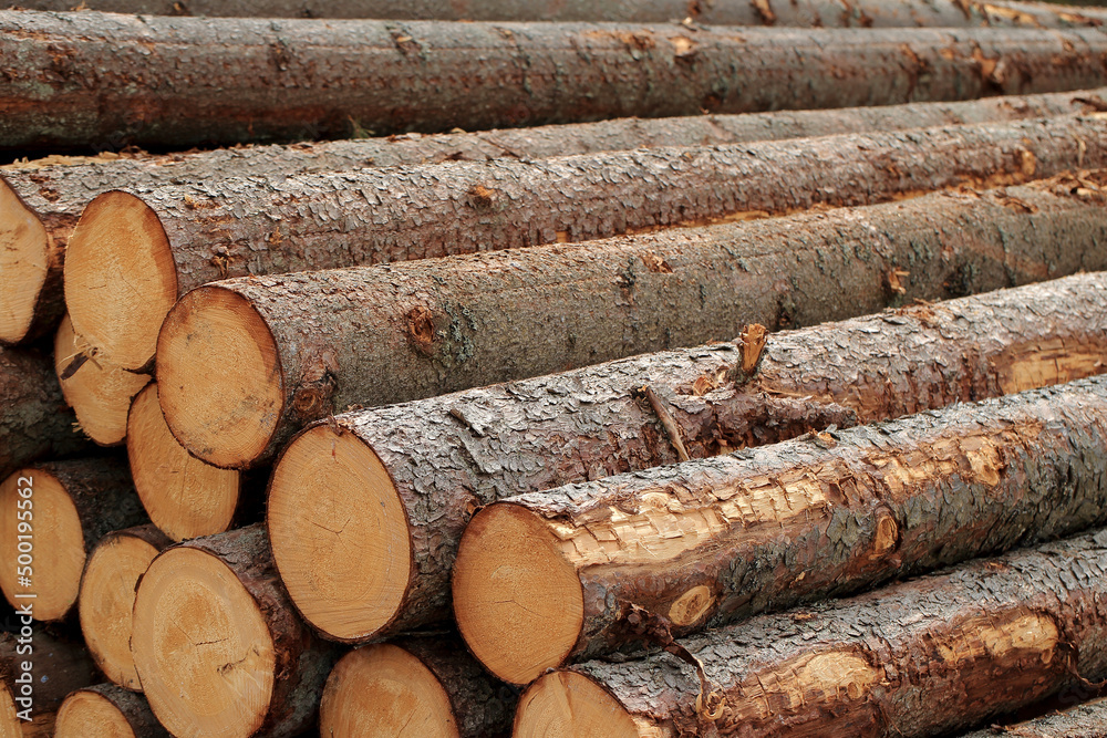 Wood in stock in the Augustów Primeval Forest