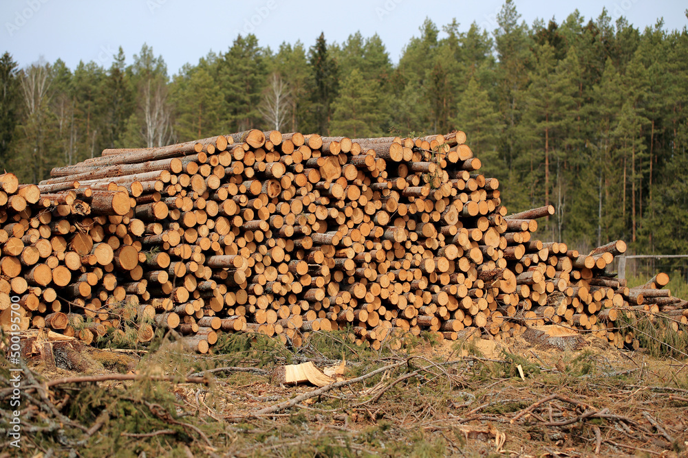 Wood in stock in the Augustów Primeval Forest