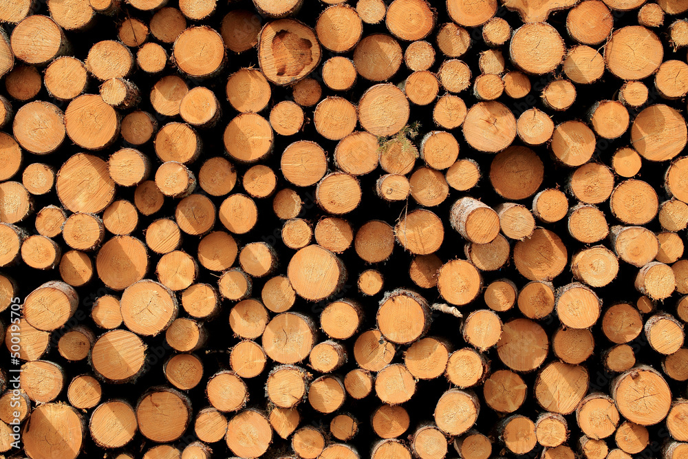 Wood in stock in the Augustów Primeval Forest