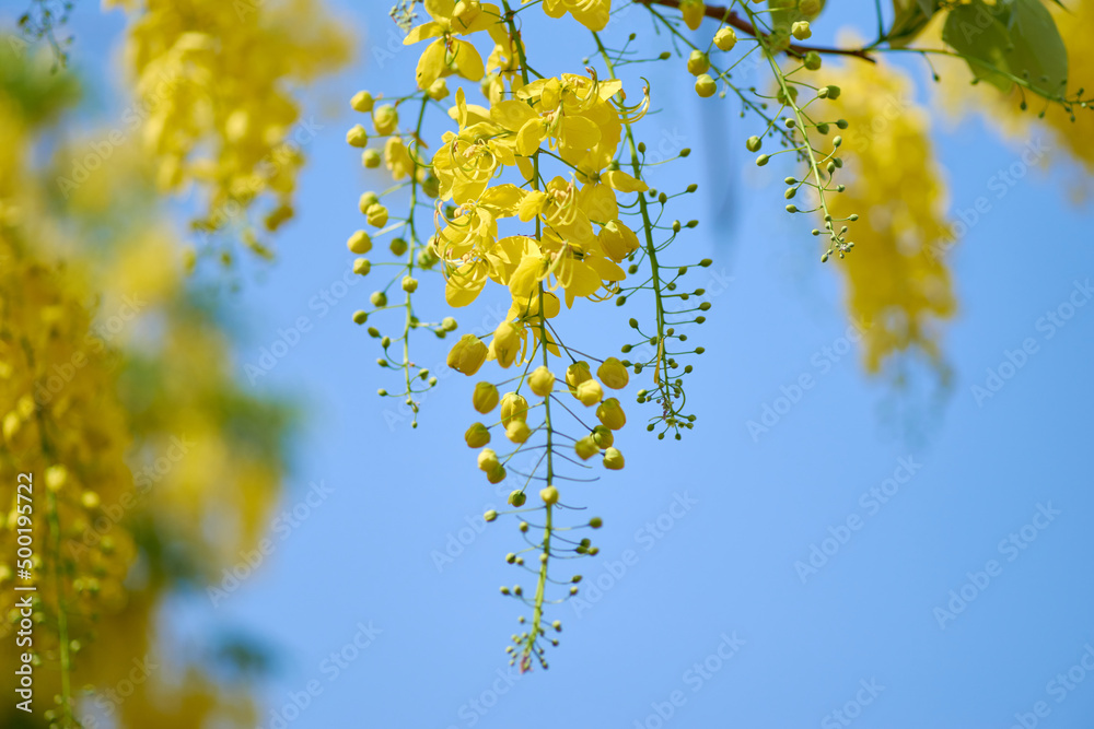 Obraz premium The golden shower flowers with blue sky