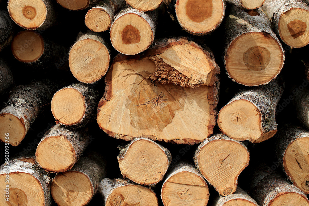 Wood in stock in the Augustów Primeval Forest