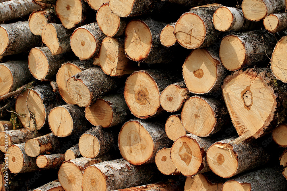 Wood in stock in the Augustów Primeval Forest