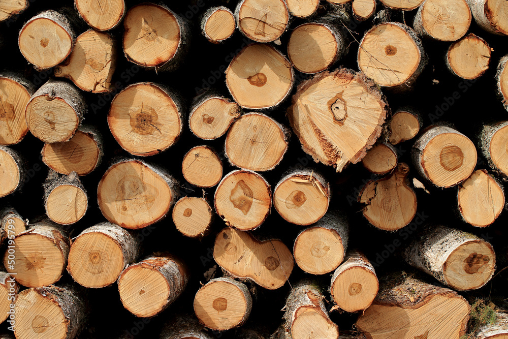Wood in stock in the Augustów Primeval Forest