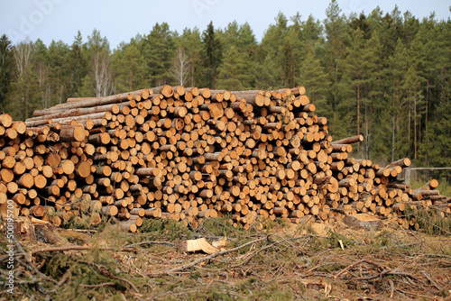 Obraz na płótnie Wood in stock in the Augustów Primeval Forest w salonie