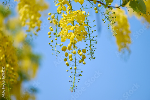 The golden shower flowers with blue sky