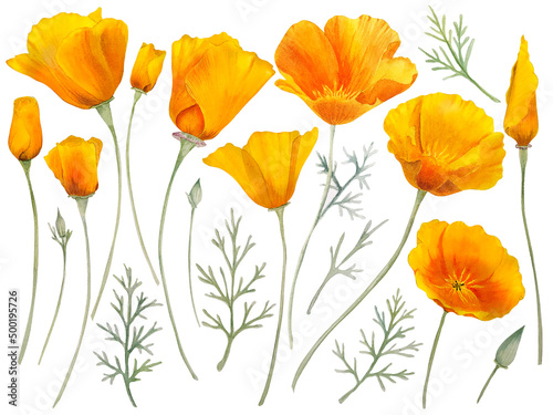 Fototapeta Naklejka Na Ścianę i Meble -  Watercolor california orange poppies isolated. Hand painted illustration with sunny bright orange and yellow flowers to design invitations, postcards and other print