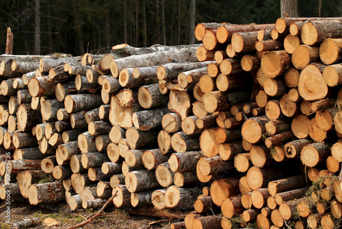 Obraz na płótnie Wood in stock in the Augustów Primeval Forest w salonie