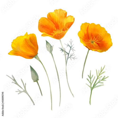 Watercolor california orange poppies isolated. Hand painted illustration with sunny bright orange and yellow flowers to design invitations, postcards and other print