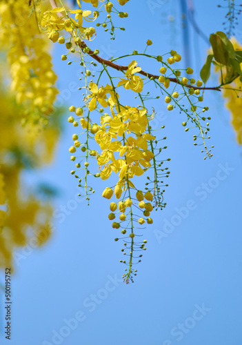 The golden shower flowers with blue sky photo