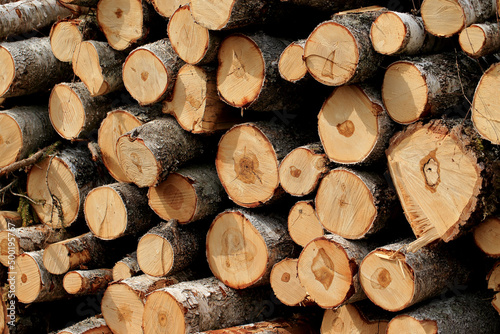 Obraz na płótnie Wood in stock in the Augustów Primeval Forest w salonie