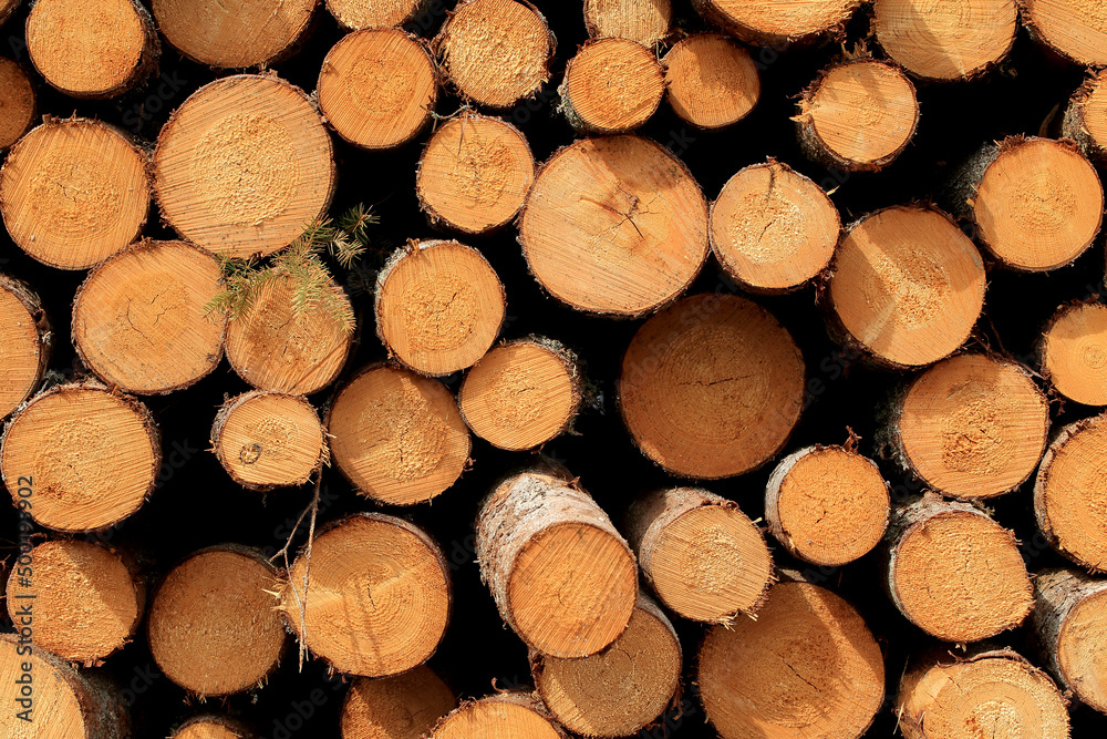 Wood in stock in the Augustów Primeval Forest