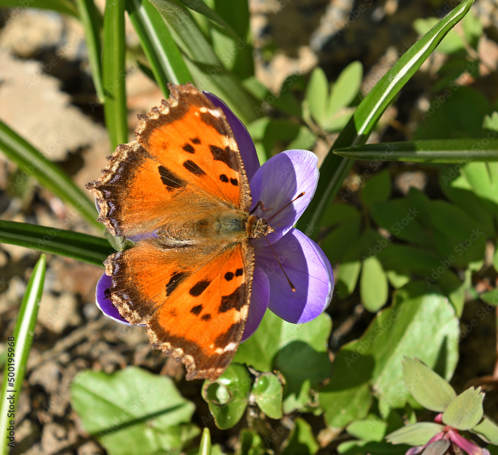Obraz premium Early spring. Butterfly Nymphalis xanthomelas on purple crocus (Crocus Grand Maitre)
