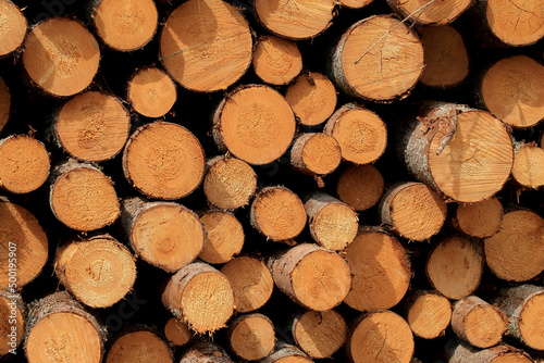 Obraz na płótnie Wood in stock in the Augustów Primeval Forest w salonie