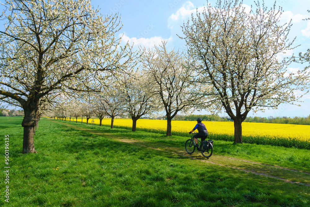 Obraz premium Ein Mann fährt auf einem Fahrrad über eine grüne Wiese durch eine blühende Kirschbaumallee vor einem blühenden gelben Rapsfeld