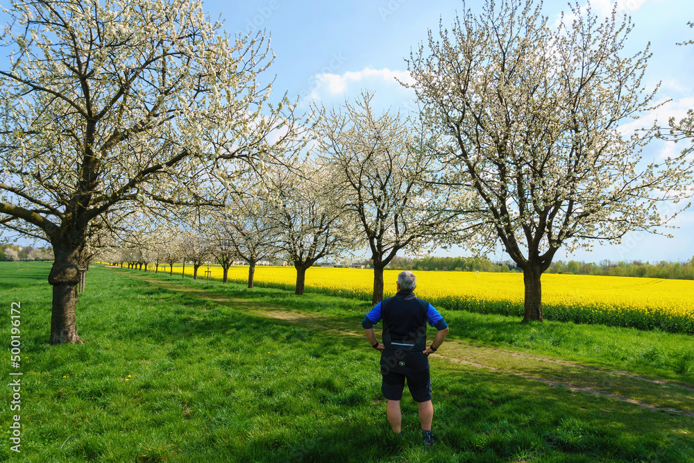 Ein Mann steht auf einer grünen Wiese in einer blühenden Kirschbaumallee vor einem blühenden gelben Rapsfeld
