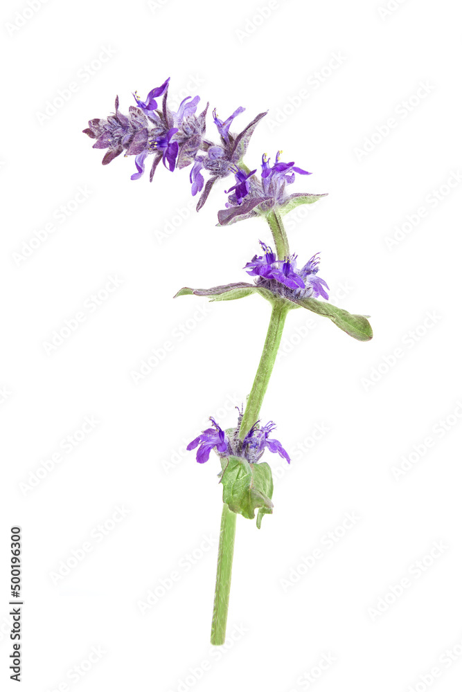 Obraz premium Blooming Ajuga genevensis known as the Upright bugle, Geneva bugleweed or Blue bugleweed, isolated on white