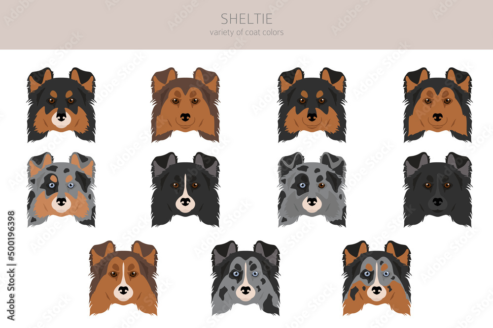 Sheltie, Shetland sheepdog clipart. Different poses, coat colors set