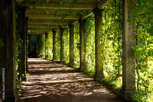 Принти на полотні Green shady tunnel with plants in a summer park