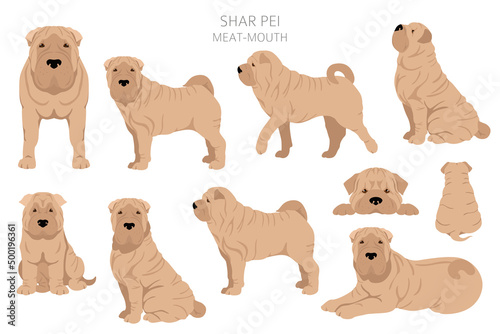Shar Pei (modern) meat mouth clipart. Different poses, coat colors set photo
