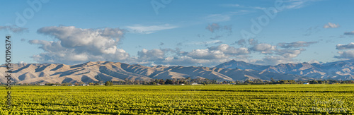 panorama of the vineyards