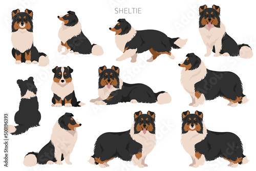 Fototapeta Naklejka Na Ścianę i Meble -  Sheltie, Shetland sheepdog clipart. Different poses, coat colors set