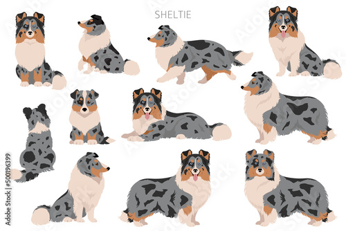 Sheltie, Shetland sheepdog clipart. Different poses, coat colors set