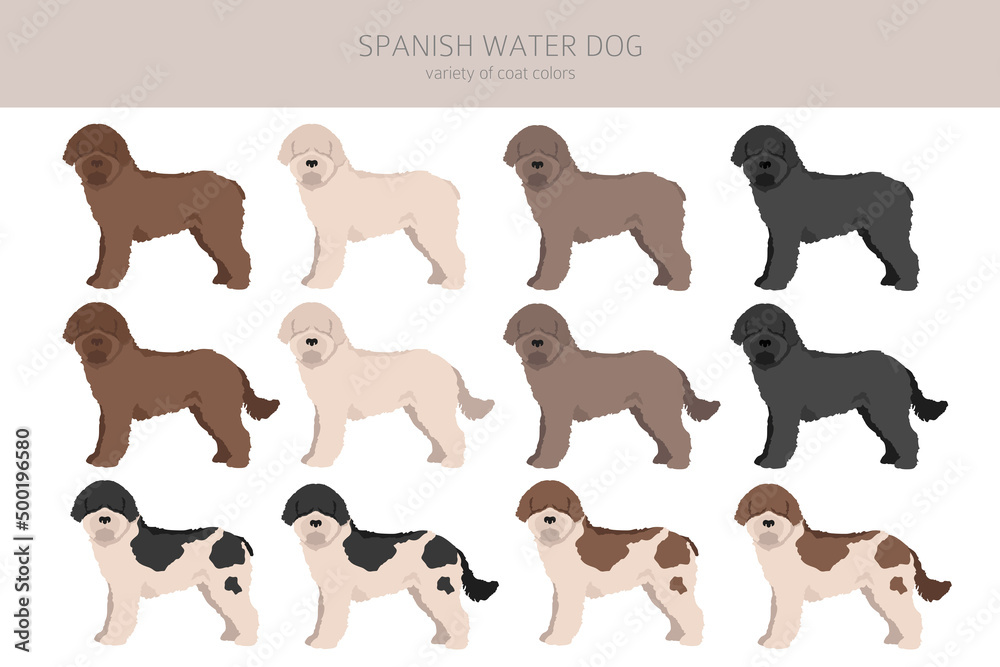 Spanish water dog coat colors, different poses clipart