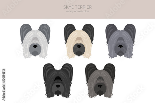 Skye terrier coat colors, different poses clipart