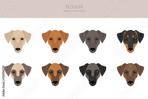 Sloughi coat colors, different poses clipart