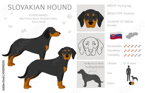 Slovakian hound coat colors, different poses clipart